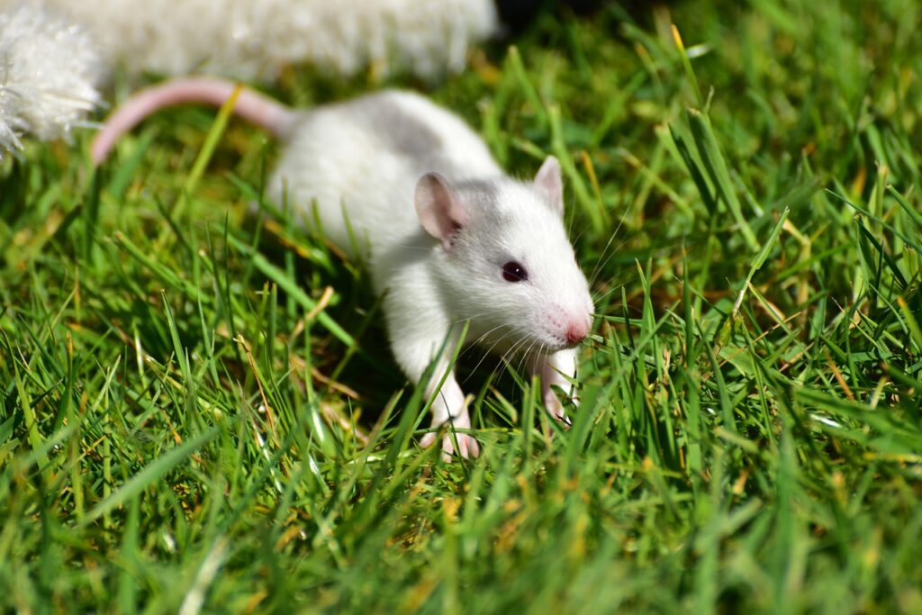 rat, baby, baby rats