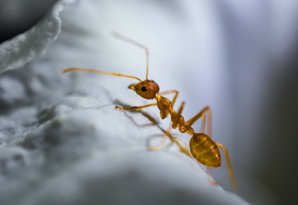 red ant, ant, macro